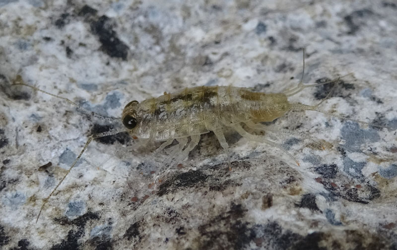 Ligia italica - Ligiidae